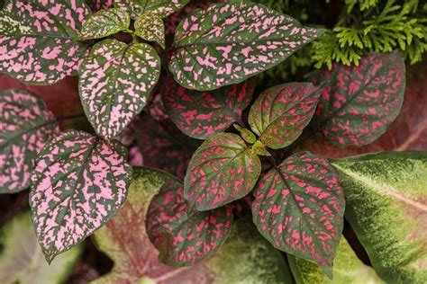 polka dot plant moisture meter level|polka dot plant care instructions.